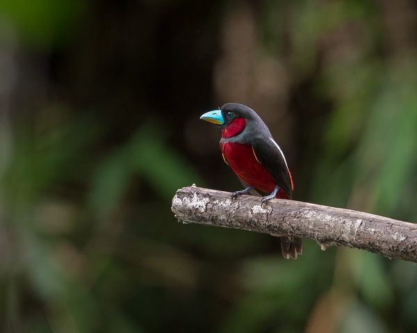 Black-and-red Broadbill in Kaeng Krachan National Park, Phetchaburi, Thailand. Jason Thompson/Creative Commons