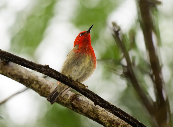 Sulawesi myzomela at Gunung Mahawu, Sulawesi, Indonesia. Sergey Yeliseev/Creative Commons