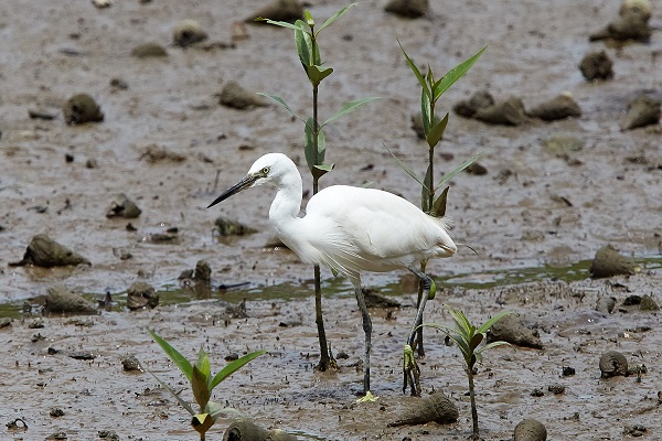  Juvenile egret in Sungei Buloh Wetland Reserve, Singapore. Melvin Yap/Creative Commons