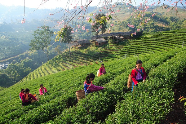 Doi Mae Salong, Chiang Rai, Thailand. Image courtesy of the Tourism Authority of Thailand.