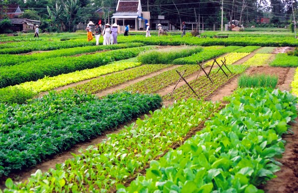 Tra Que Village vegetable plot