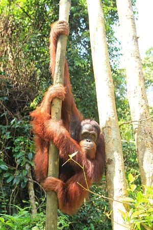 Koh Thmei’s exotic Ream National Park features a selection of animal wildlife and endangered species that live in this protected reserve.