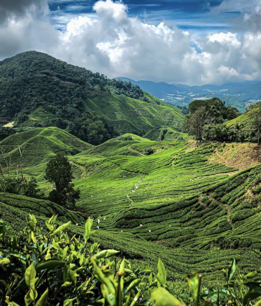 Cameron Highlands | Visit SE Asia