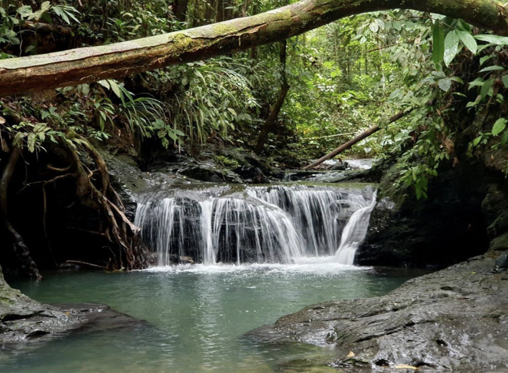 Ulu Temburong National Park | Visit SE Asia