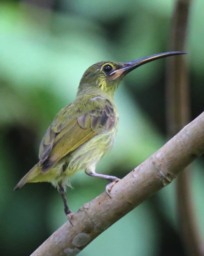 Labi ridge is a wonderful spot on the forest edge to spot birds and admire the canopy around you.