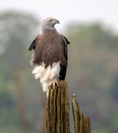 Calling all bird watchers: Brunei is the spot for you.