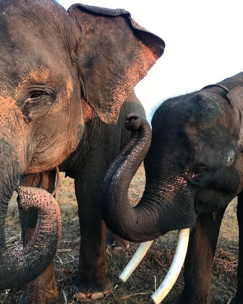 Way Kambas National Park is home to 406 bird species and 50 mammals, including the Sumatran elephant.