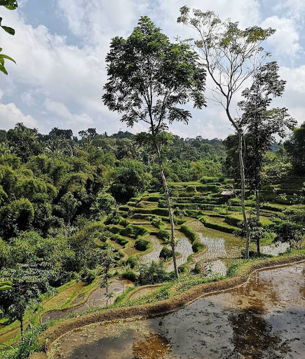 Tetebatu has become a hub for rice and tobacco farming