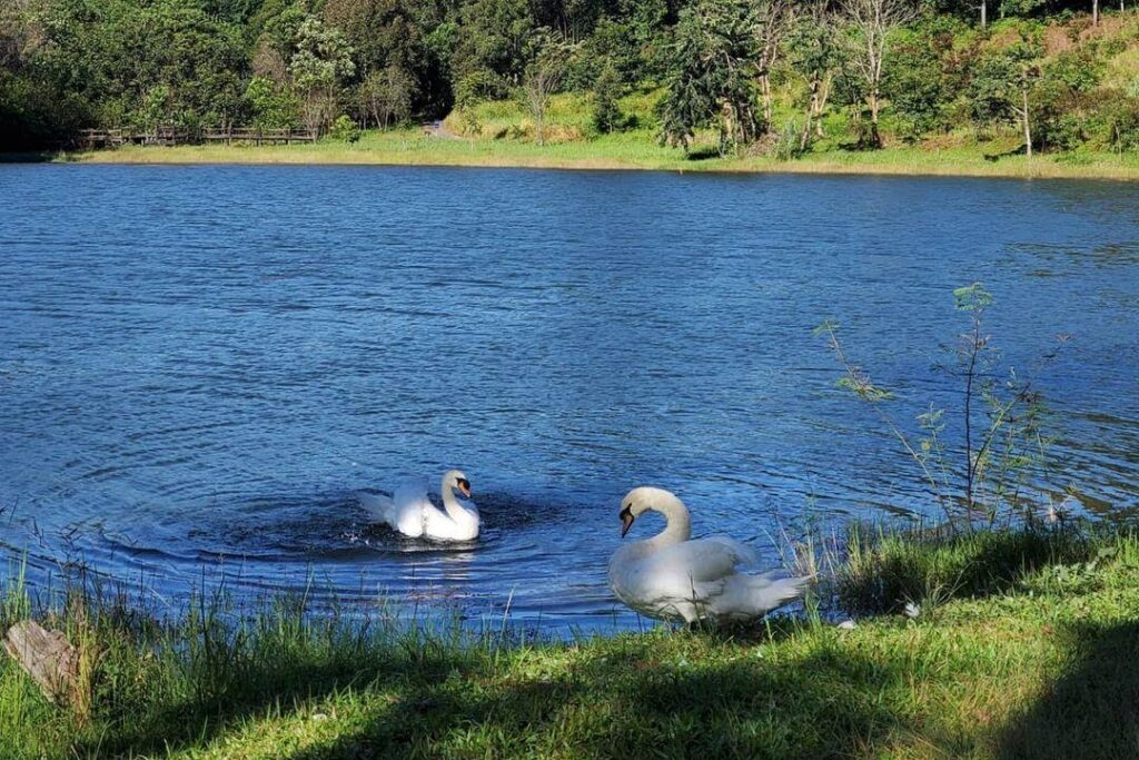 Close to the Myanmar border sits Pang Ung, a striking area made up of a large reservoir, assorted wildlife, and deep green vegetation.